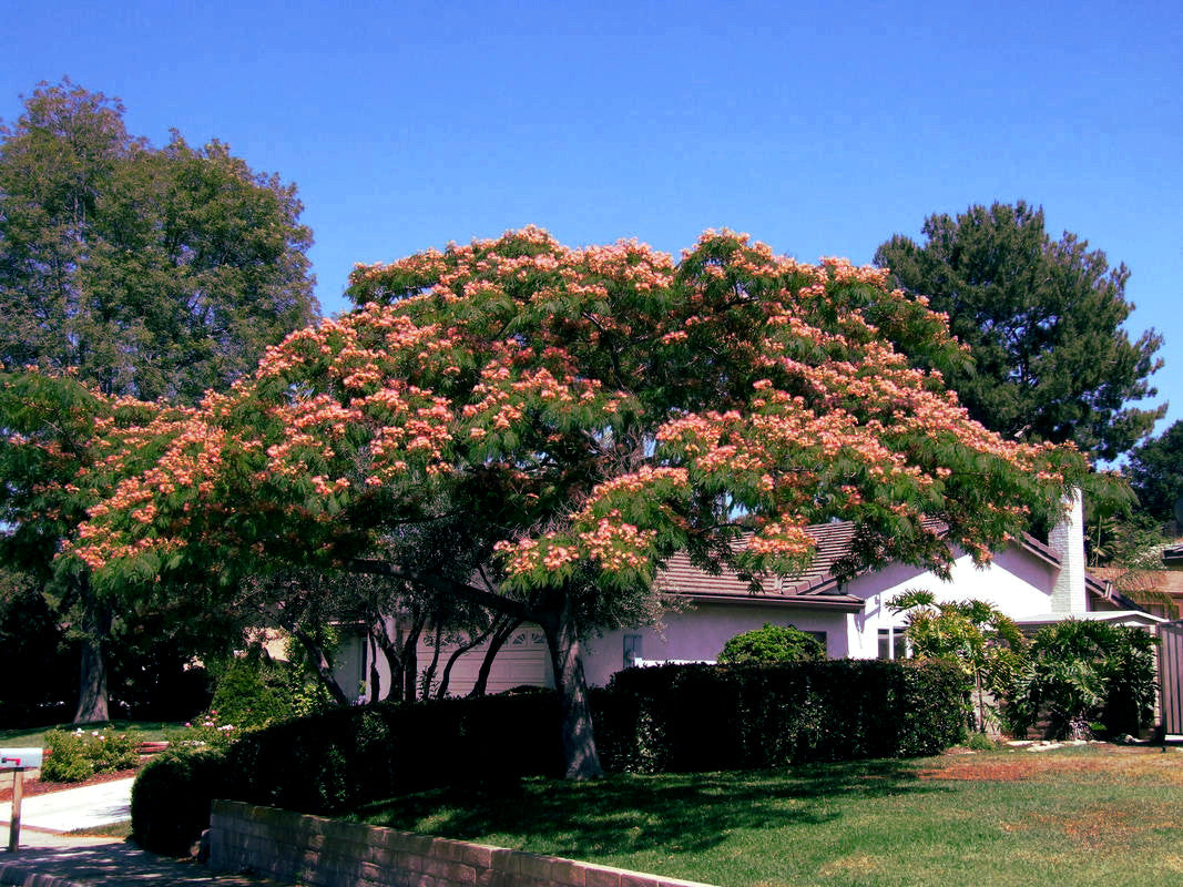 Mimosa Tree with pink blossoms in a residential area