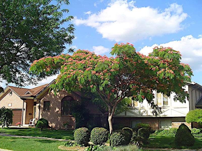 Mimosa tree with pink flowers in front of a house with a blue sky and clouds.