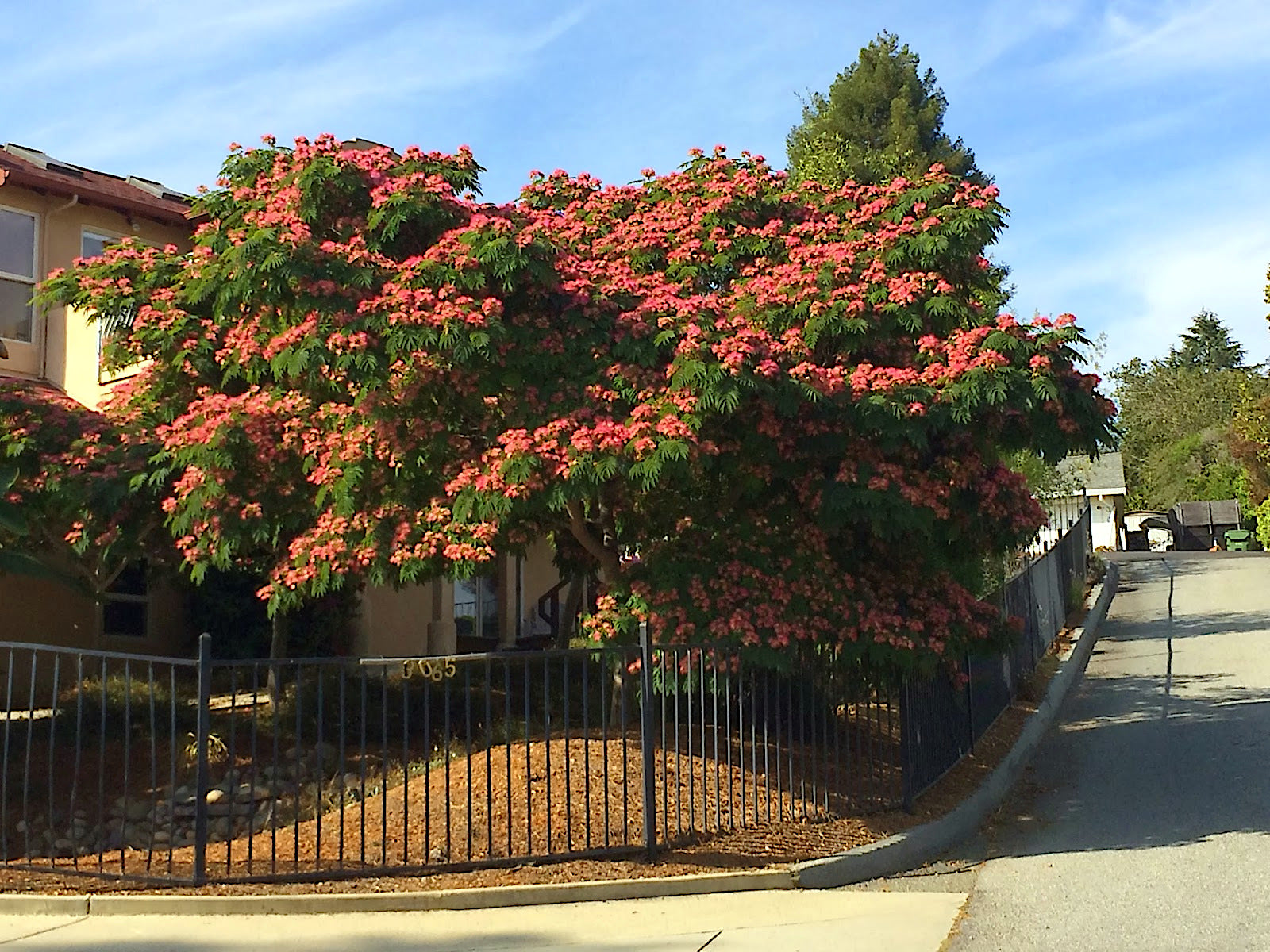 Flowering Mimosa tree in a residential area with a clear blue sky. (Albizia julibrissin)