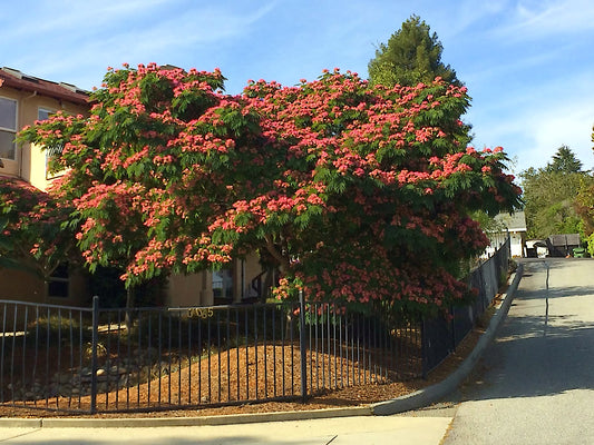 Flowering Mimosa tree in a residential area with a clear blue sky. (Albizia julibrissin)