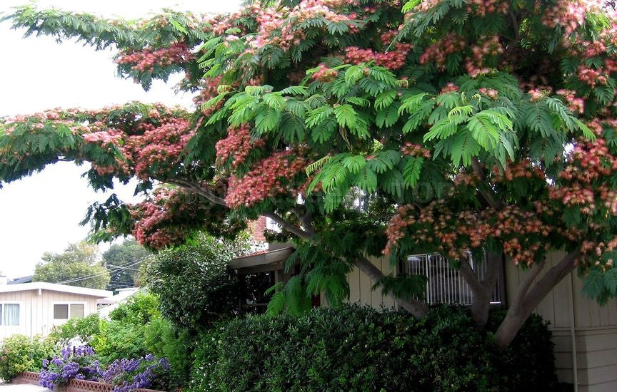 Mimosa tree with pink flowers and green leaves in a residential area. (Albizia julibrissin)