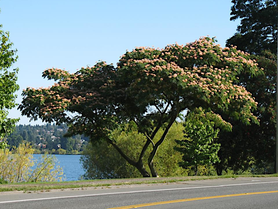 Mimosa tree with pink blossoms by a road and water. (Albizia julibrissin)