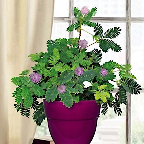 Potted Sensitive plant with green leaves and purple flowers in a purple pot against a window background. (Mimosa pudica)