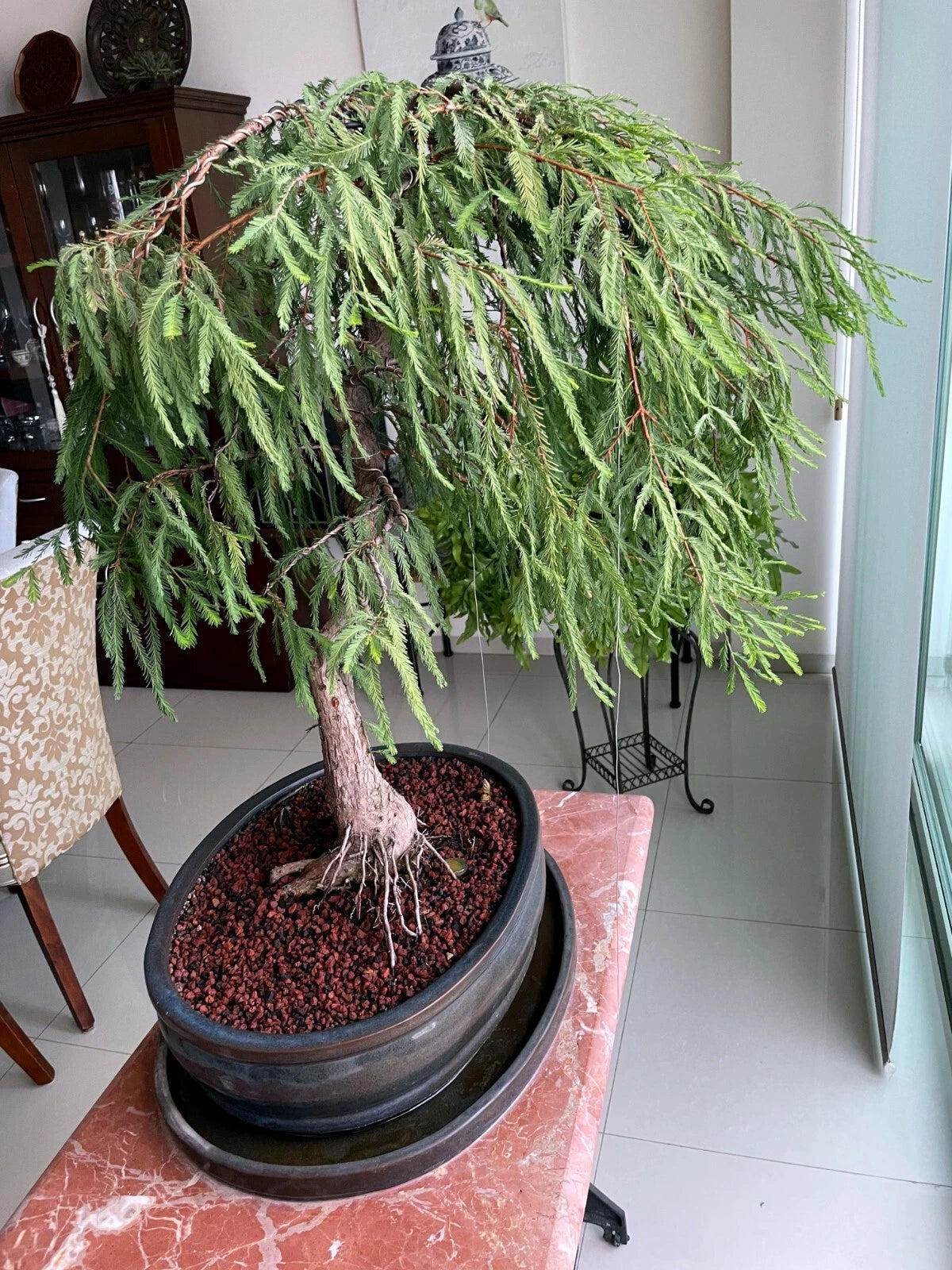 Potted Montezuma bald marsh cypress bonsai tree on a marble surface with a blurred indoor background. (Taxodium mucronatum)
