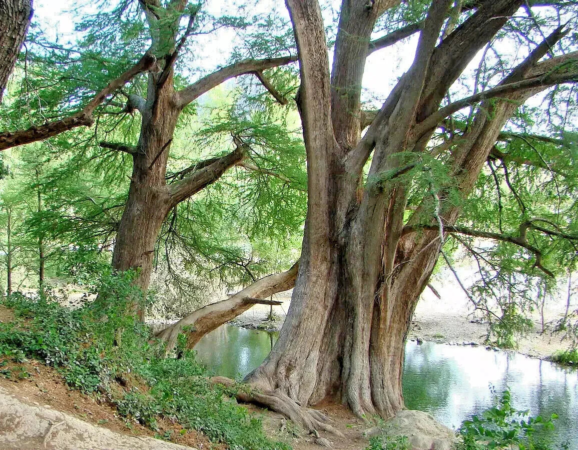 Large Montezuma bald marsh cypress tree with a thick trunk and sprawling branches near a body of water. (Taxodium mucronatum)
