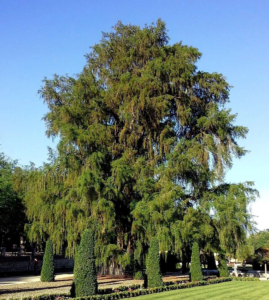 Large Montezuma bald marsh cypress tree with a clear blue sky in the background