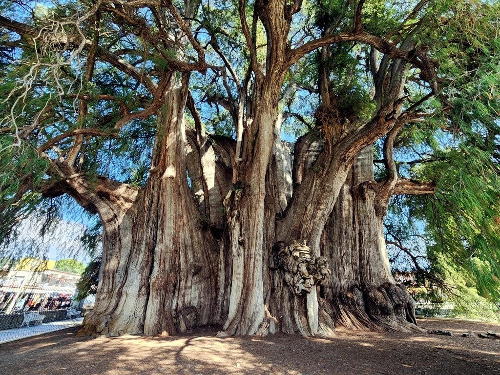 Large ancient Montezuma Bald marsh cypress tree with a thick trunk and sprawling branches