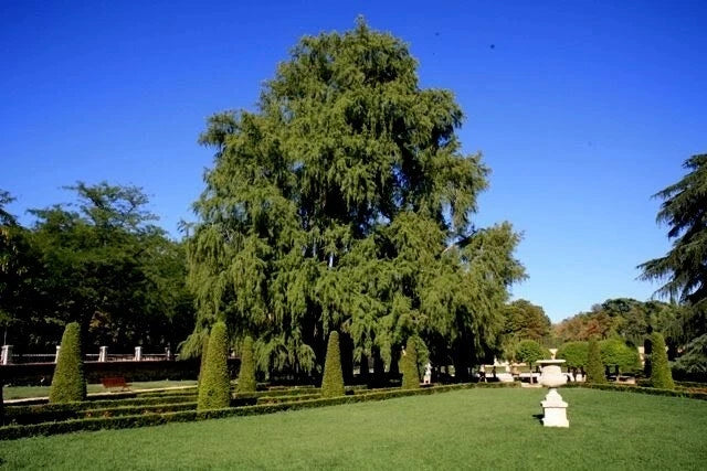 Lush green garden with a large Montezuma bald marsh cypress tree and neatly trimmed bushes under a clear blue sky.