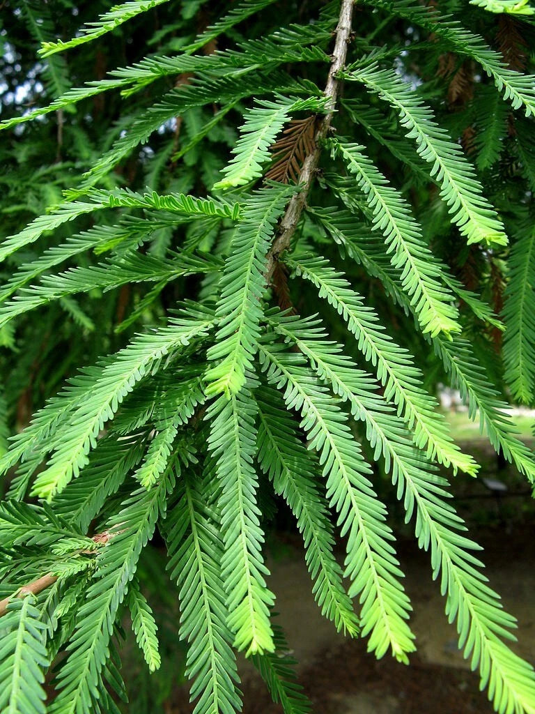 Close-up of green Montezuma Bald Marsh Cypress needle-like leaves on a tree