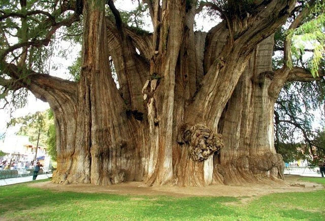 Large, ancient Montezuma Bald Marsh Cypress tree with a thick trunk and sprawling branches on a grassy area.