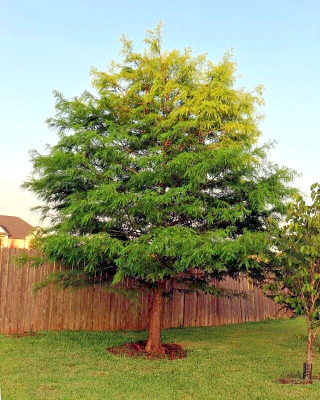 Montezuma Bald Marsh Cypress Tree in a backyard with a wooden fence and clear sky. (Taxodium mucronatum)
