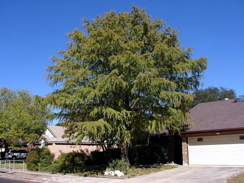 Large Montezuma Bald Marsh Cypress tree in front of a house with a clear blue sky. (Taxodium mucronatum)
