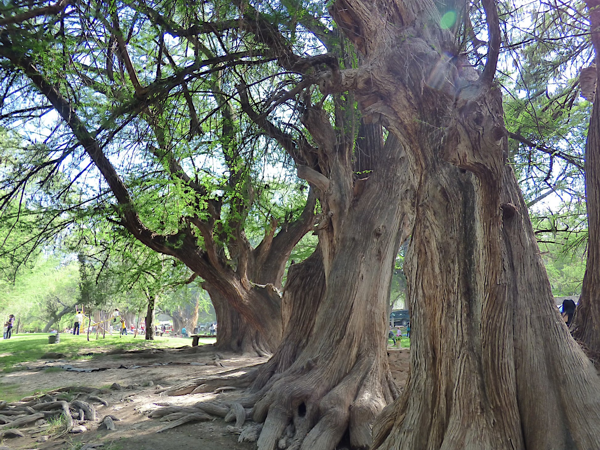 Large Montezuma Bald Marsh Cypress tree with a thick trunk in a park setting