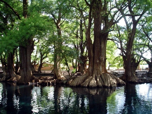 Large Montezuma Bald marsh cypress trees with thick trunks and roots near a body of water. (Taxodium mucronatum)
