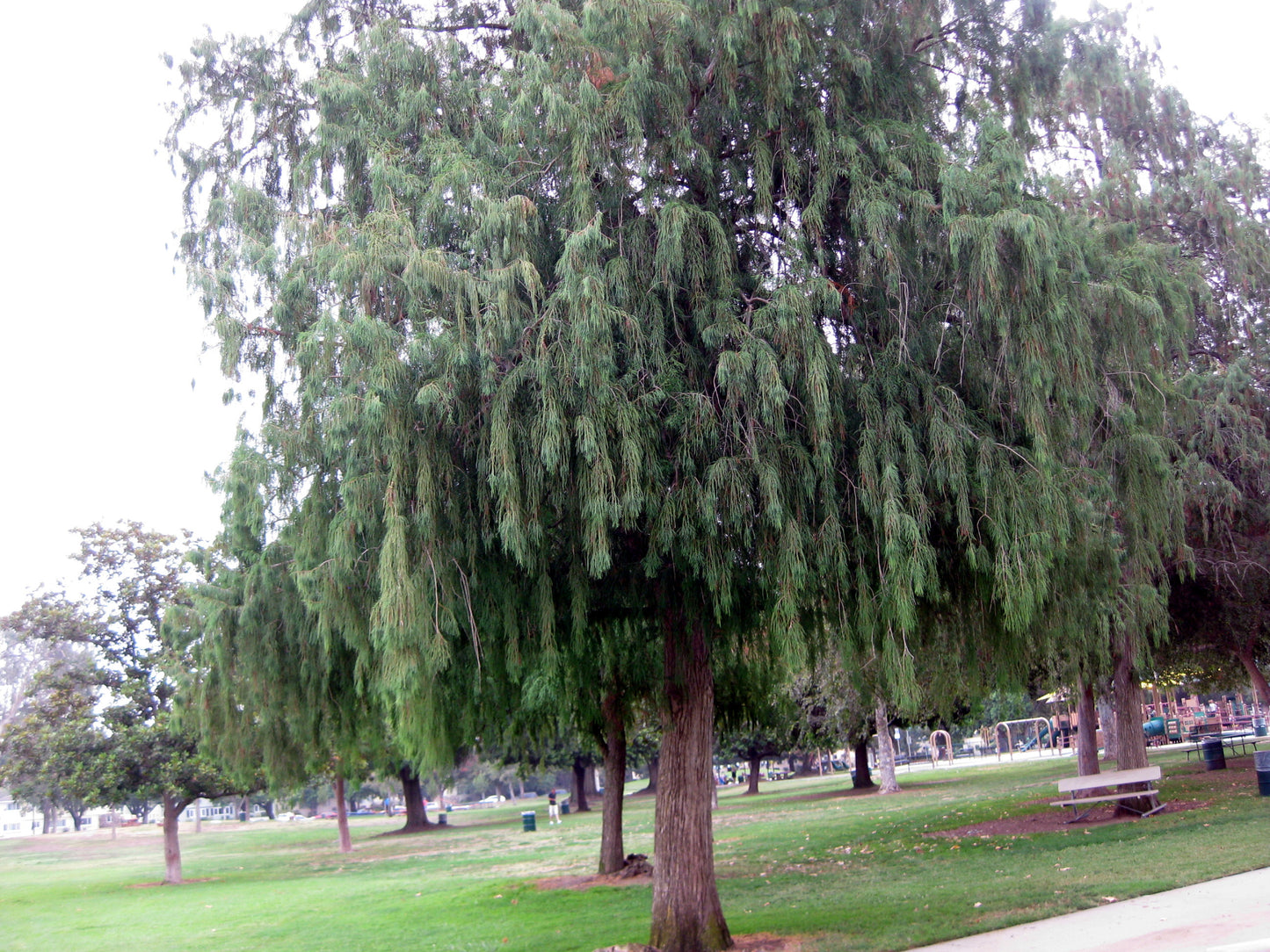 Large Montezuma Bald Swamp cypress tree in a park with a bench and people in the background. (Taxodium mucronatum)
