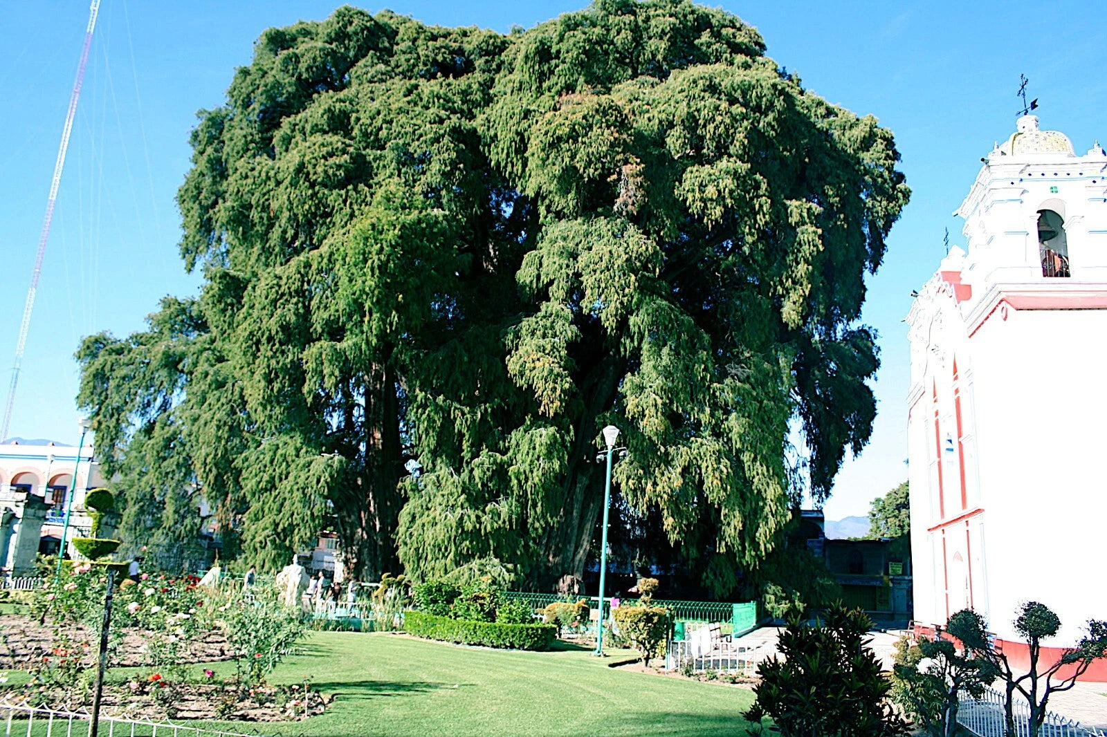 Large Montezuma Bald marsh cypress tree in a park with a building in the background