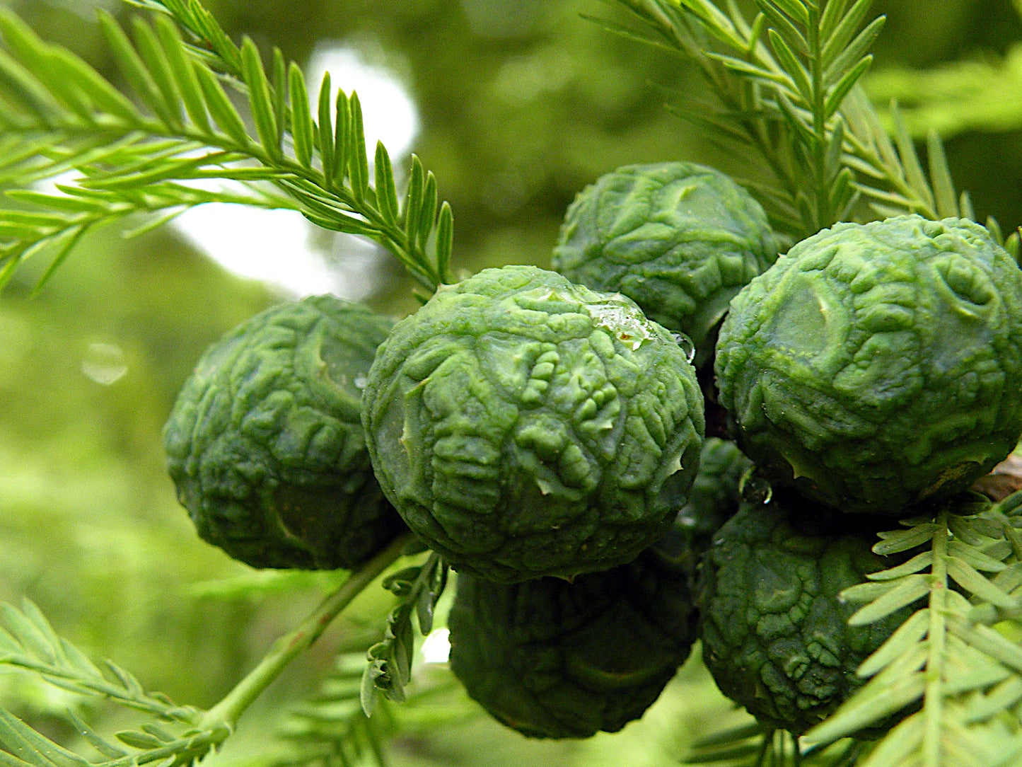 Close-up of green Montezuma Bald Marsh Cypress tree cones with a blurred green background. (Taxodium mucronatum)
