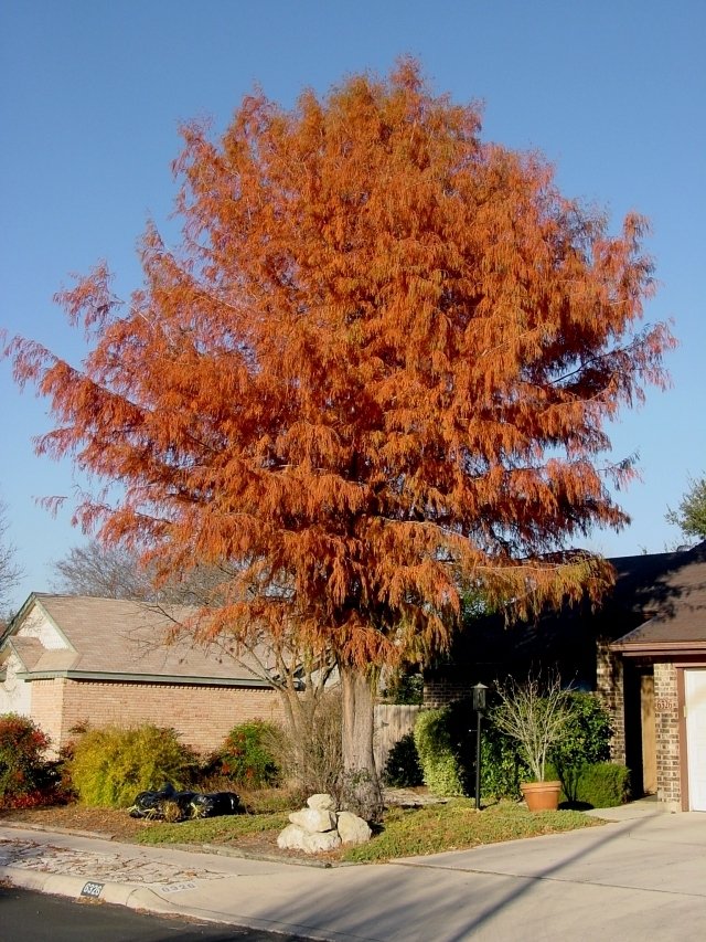 Montezuma Bald marsh cypress Tree with orange autumn leaves in a residential area