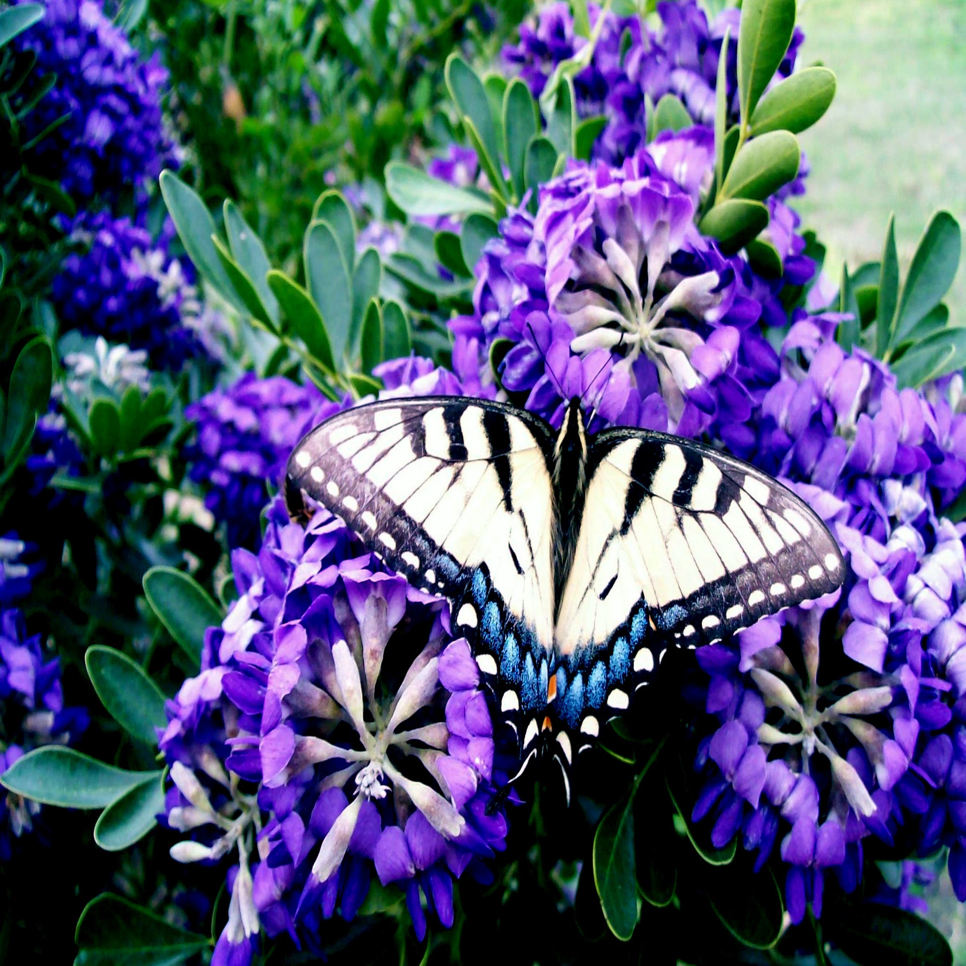 Butterfly on purple Texas Mountain Laurel flowers with green leaves