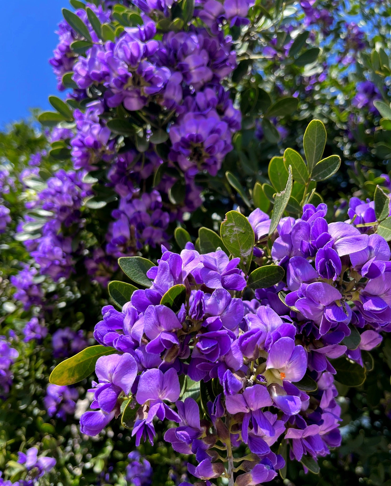 Close-up of purple Texas Mountain Laurel flowers with green leaves against a blue sky. (Sophora secundiflora)