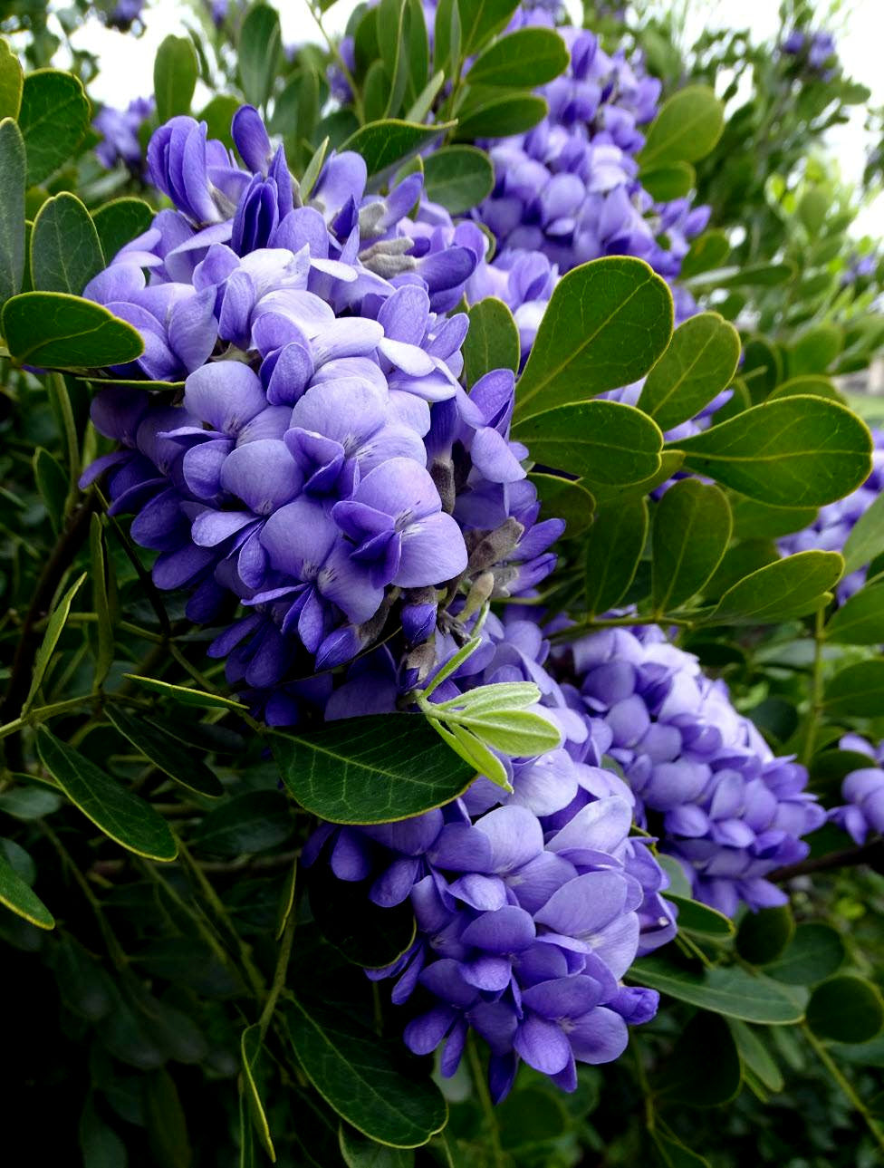 Close-up of purple Texas Mountain Laurel flowers with green leaves