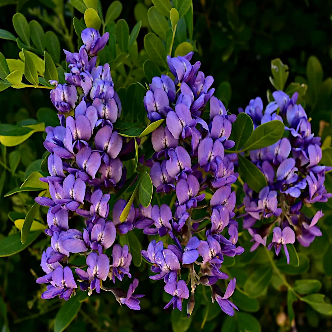 Close-up of purple Texas Mountain Laurel flowers with green leaves