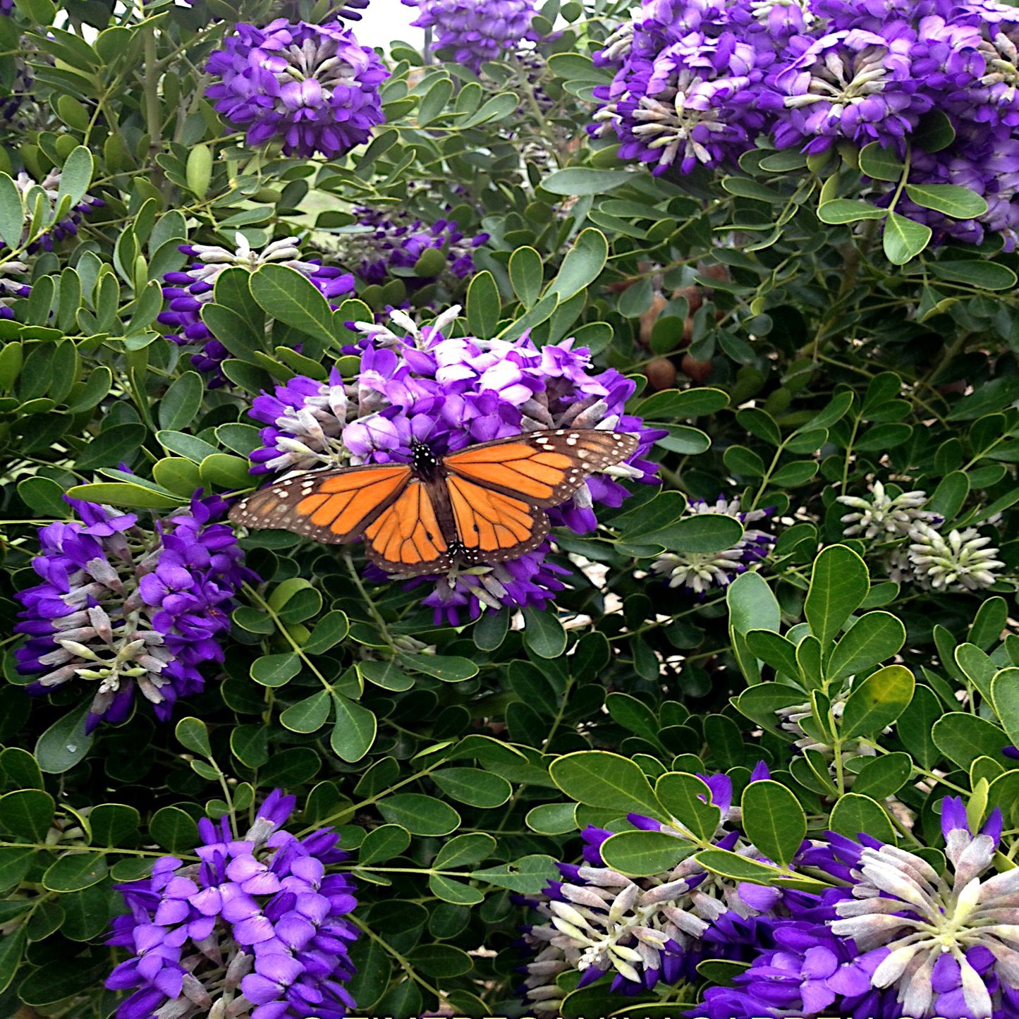 Butterfly on purple Texas Mountain laurel flowers with green leaves