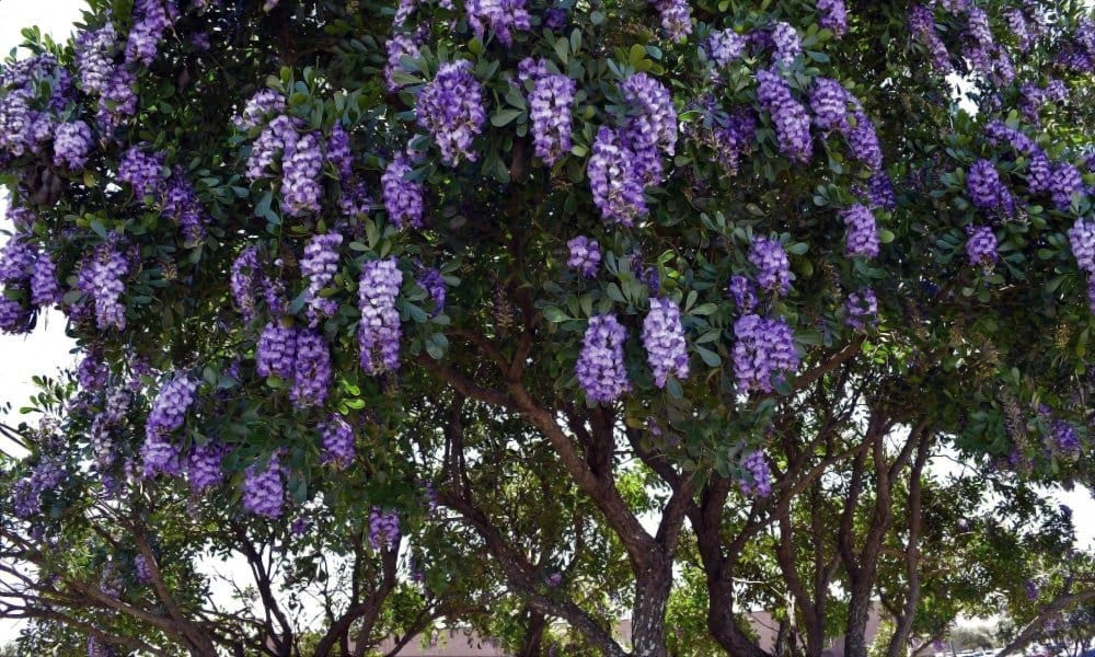 Texax Mountain Laurel Tree with dense clusters of purple flowers. (Sophora secundiflora)