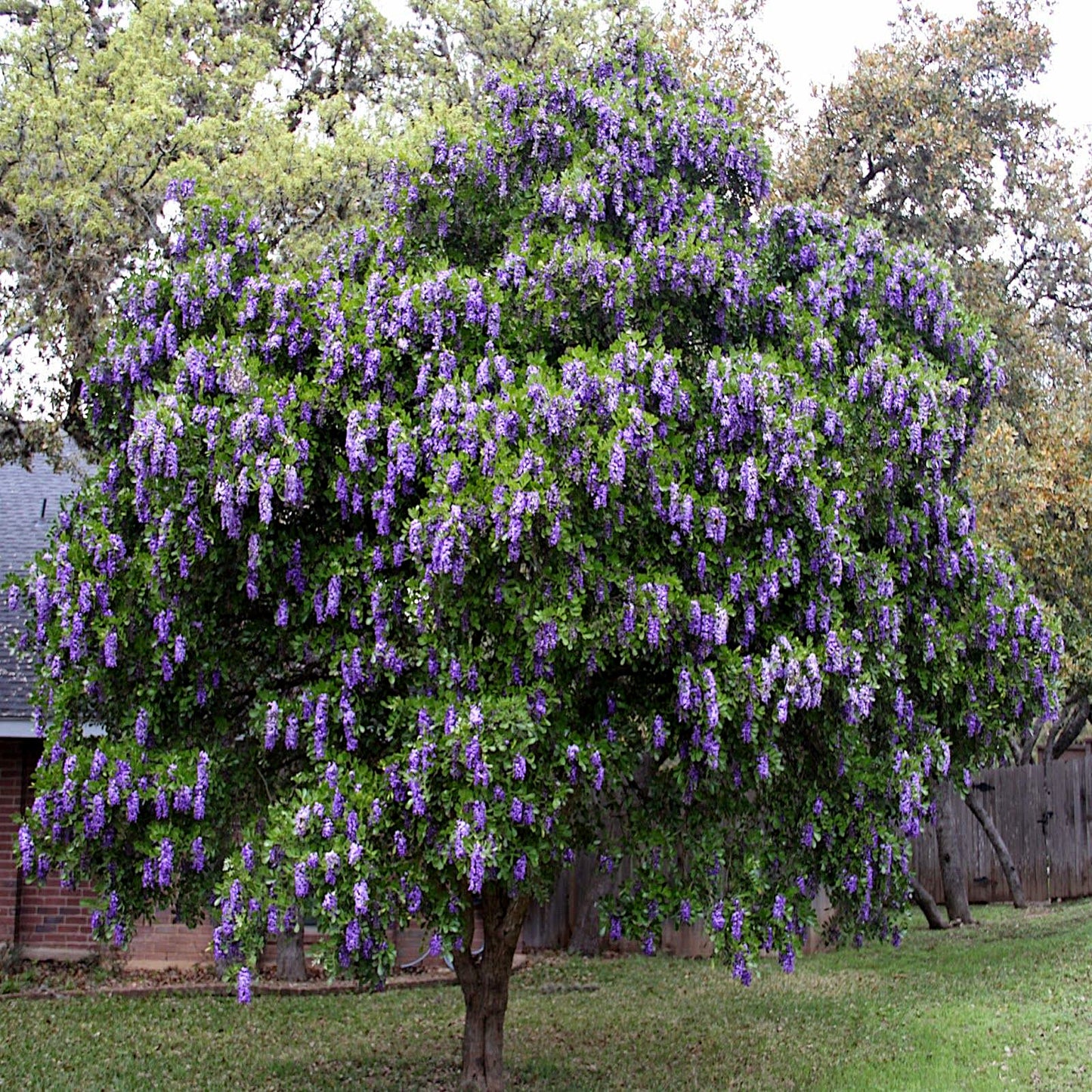 Texas Mountain Laurel tree with abundant purple flowers in a garden setting