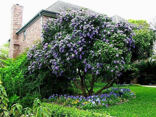 Texas Mountain Laurel tree with purple flowers in a garden setting with a house in the background