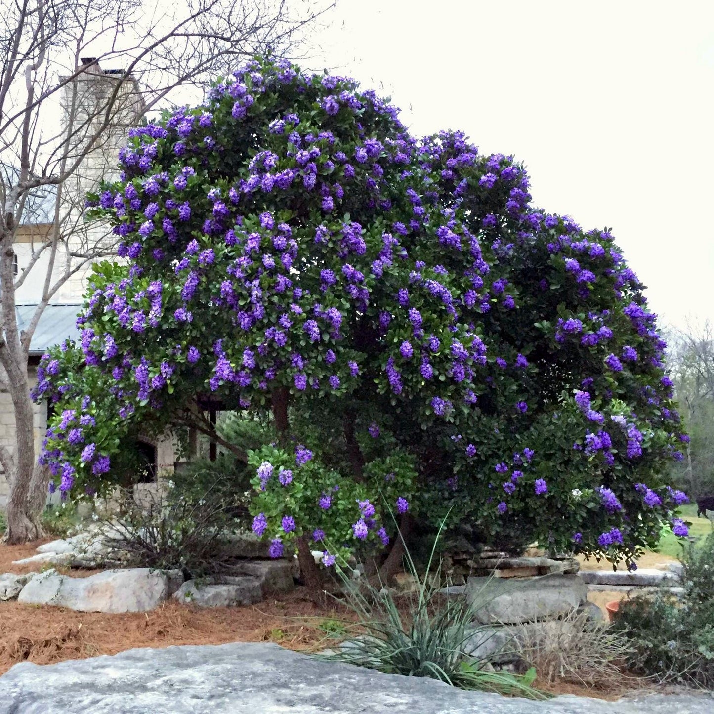 Large Texas Mountain Laurel tree with purple flowers in a garden setting. (Sophora secundiflora)