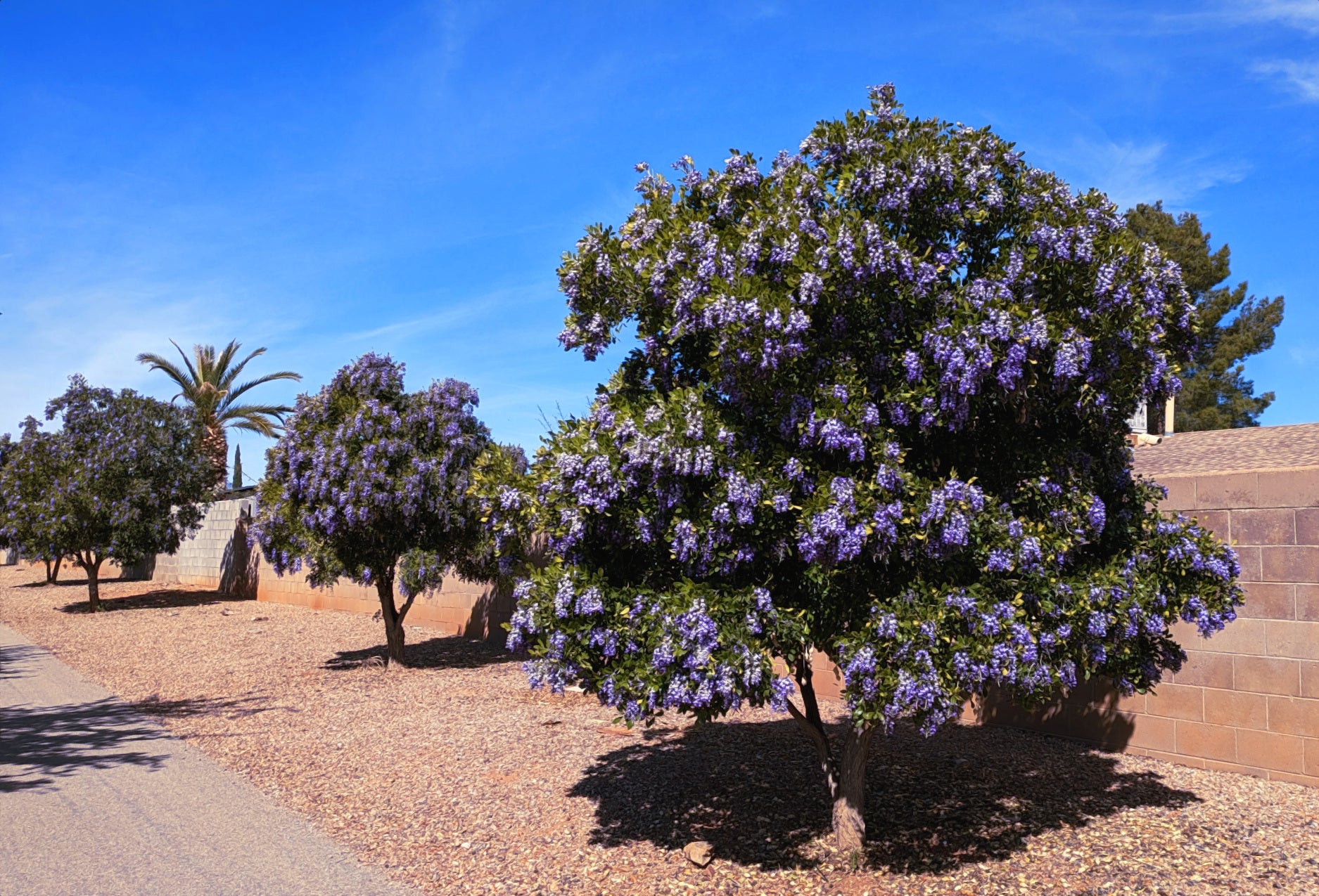 Texas Mountain Laurel tree with purple flowers in a garden setting with blue sky