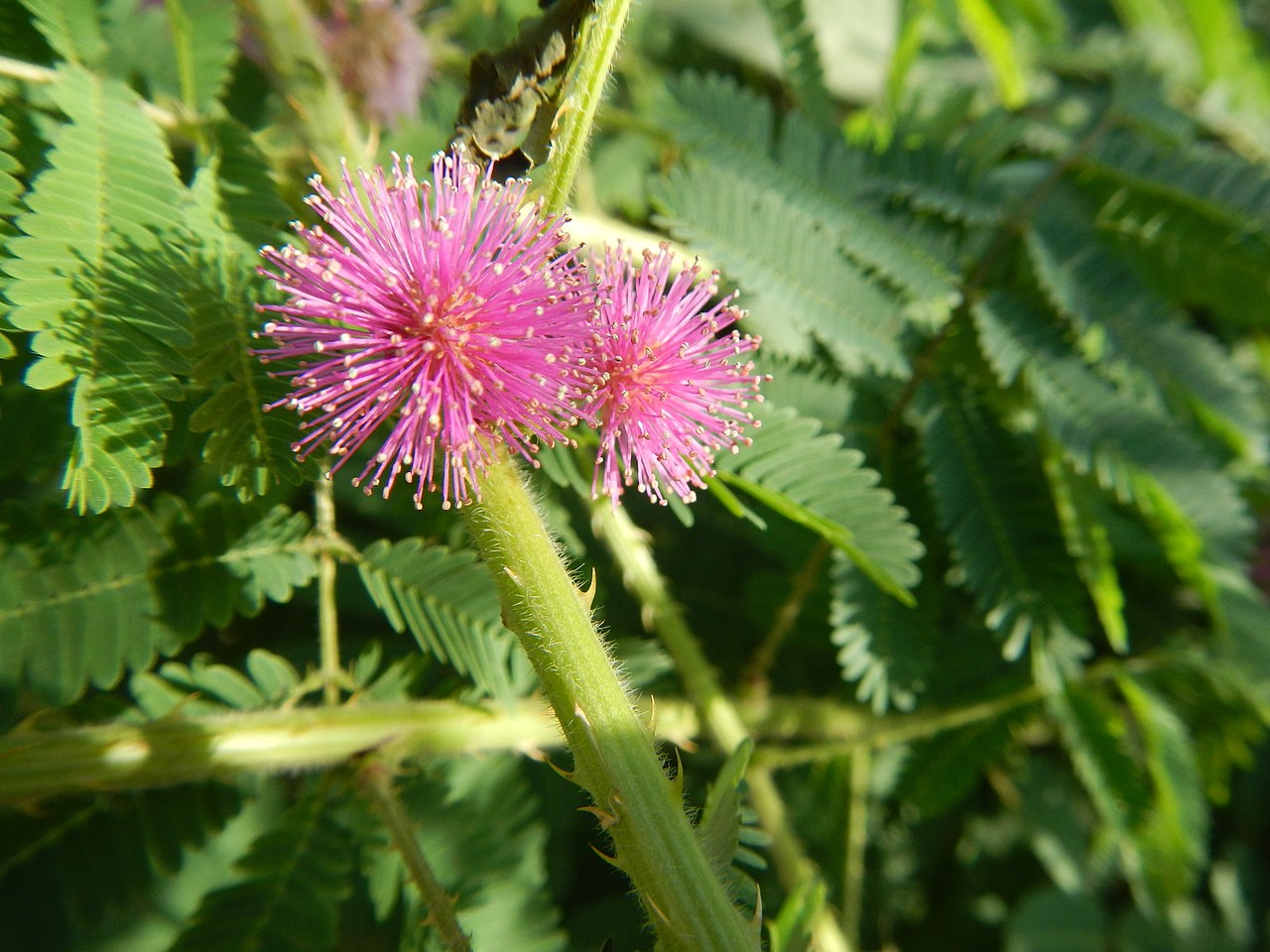 Pink Sensitive plant mimosa flower with green leaves in the background