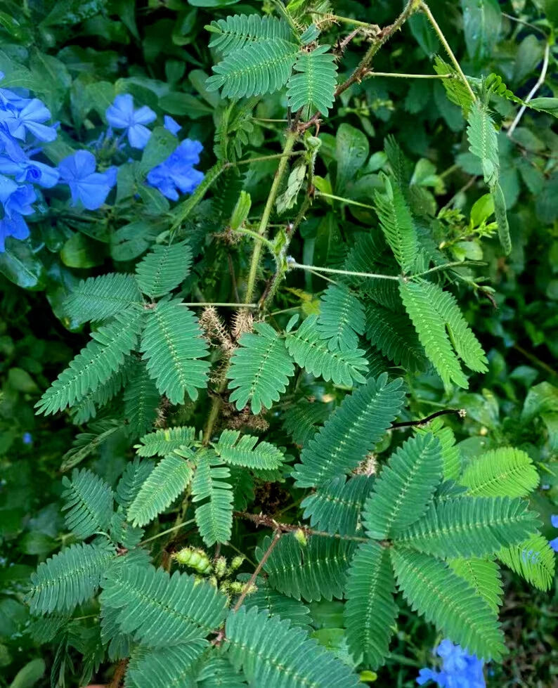 Green Sensitive plant leaves with blue flowers in the background. (Mimosa pudica)