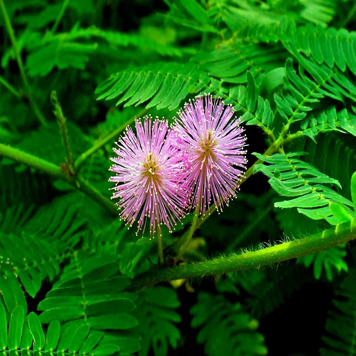 Pink Sensitive plant flower with green leaves on a dark background. (Mimosa pudica)