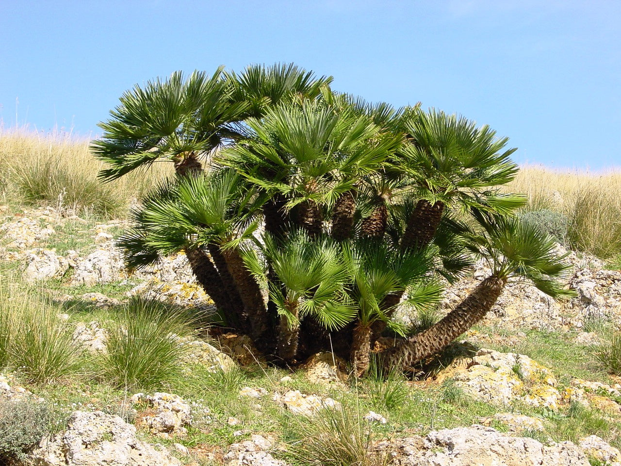 European Fan Palm tree in a rocky landscape with clear blue sky