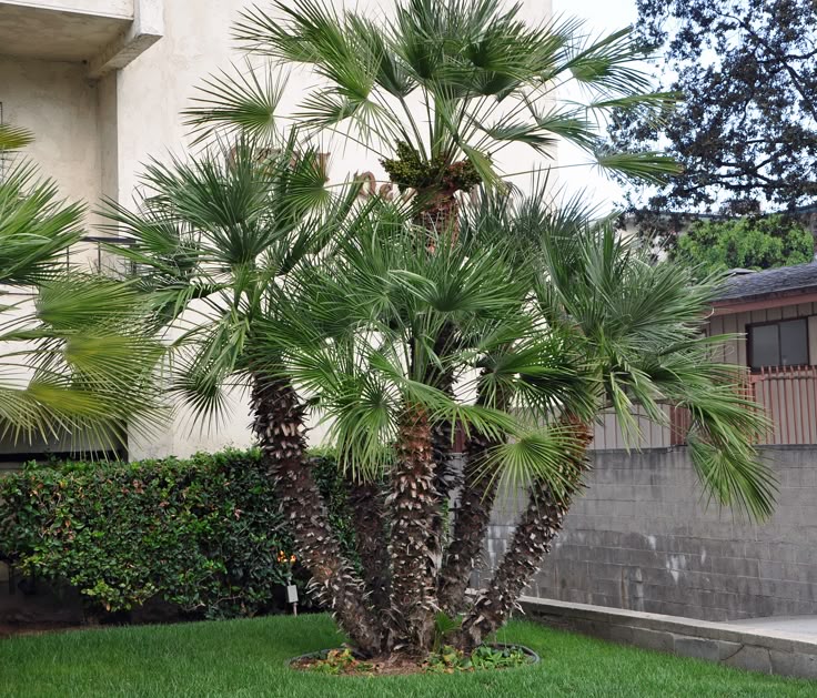 A large European fan palm tree with green fronds and textured brown trunks, planted in a landscaped yard with grass, hedges, a stone wall, and a building in the background.