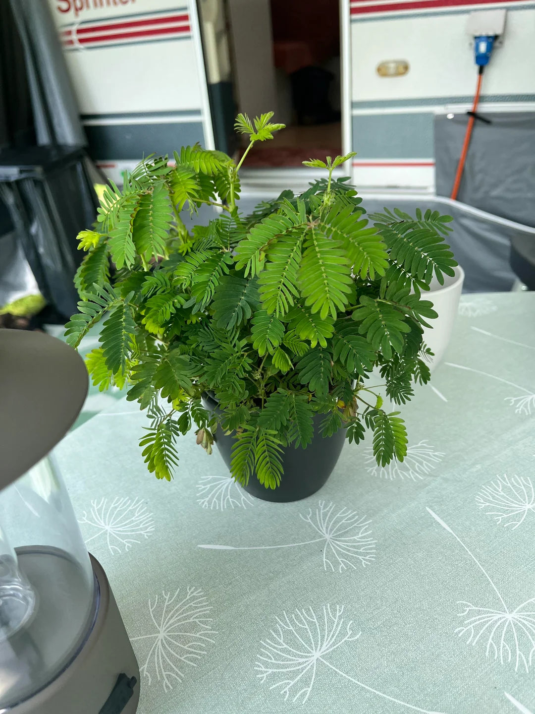 Potted Sensitive plant on a table with an RV in the background. (Mimosa pudica)