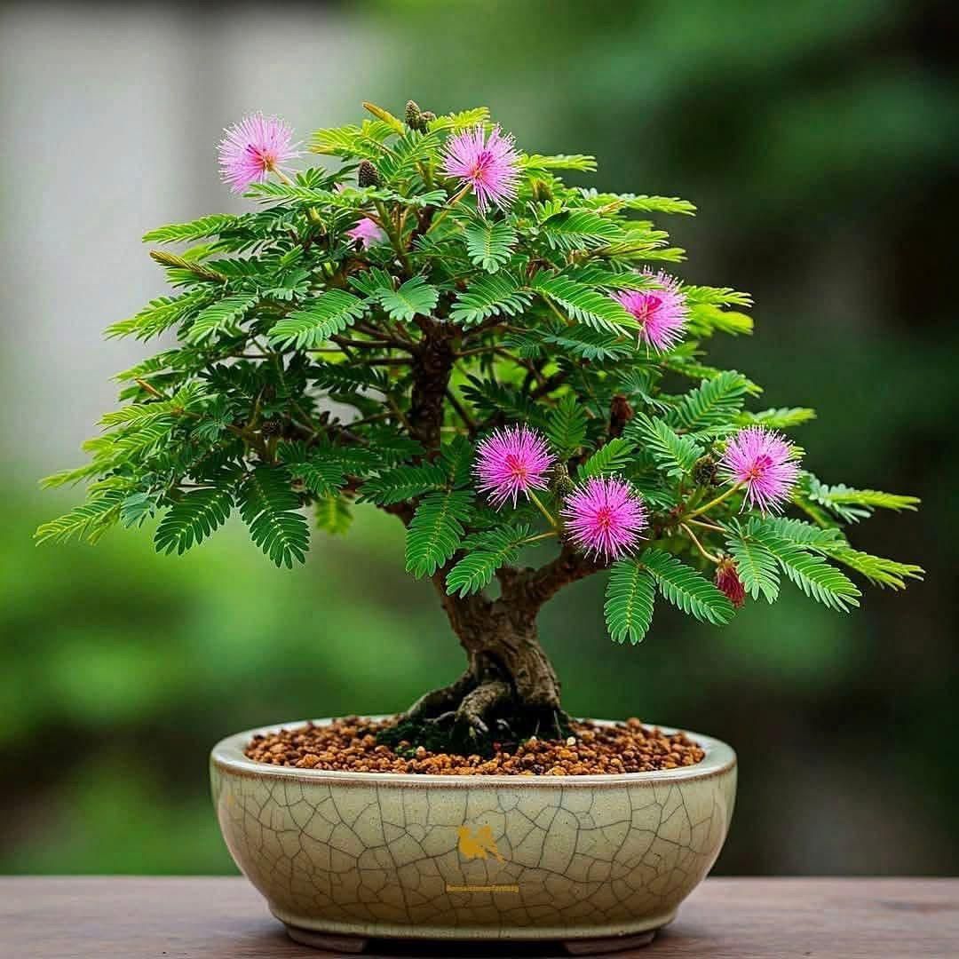 Sensitive plant bonsai tree with pink flowers in a pot on a wooden surface. (Mimosa pudica)