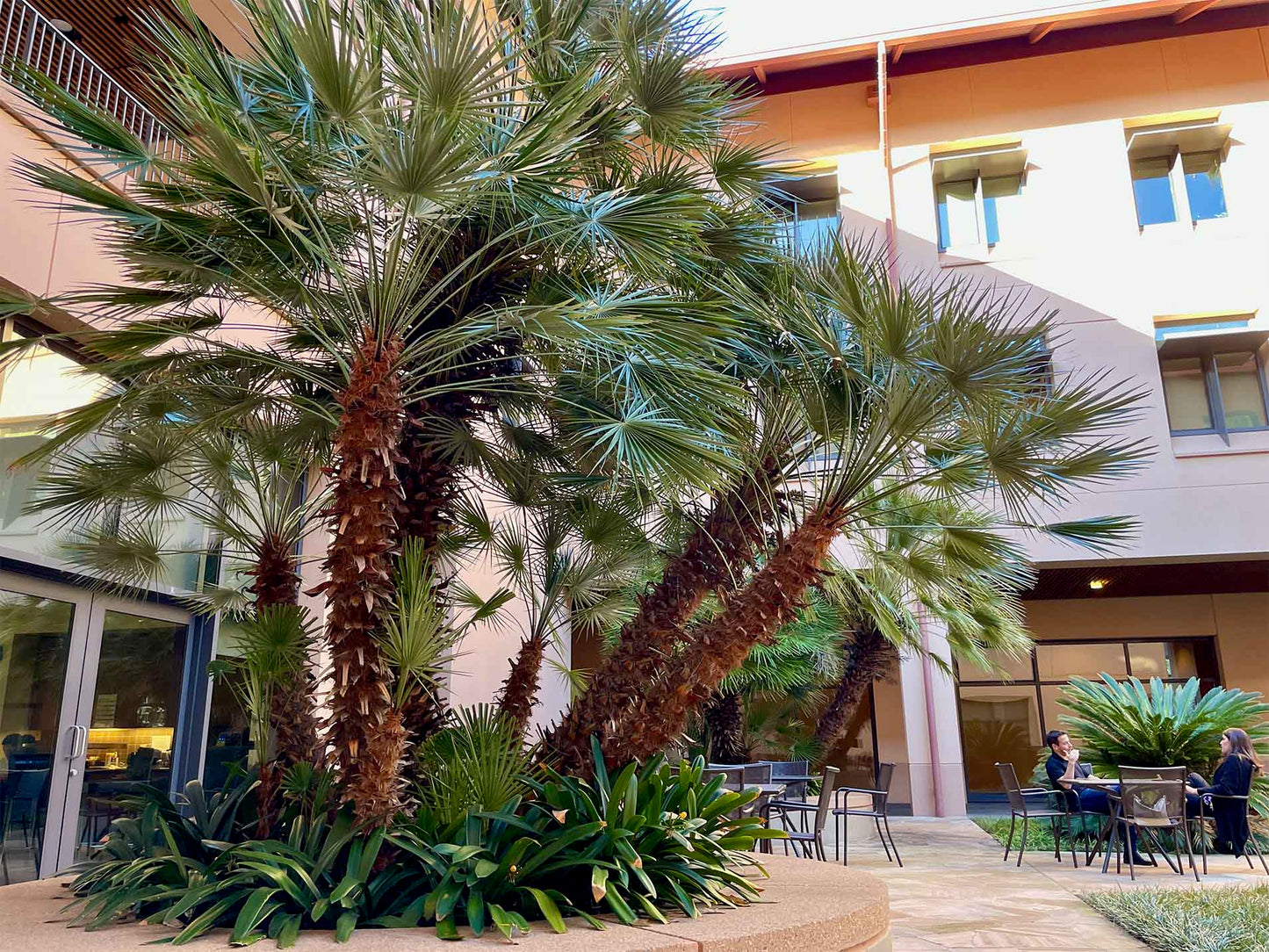 A large cluster of tall European Fan palm trees planted in a landscaped courtyard in front of a beige building, with patio seating and windows visible in the background.