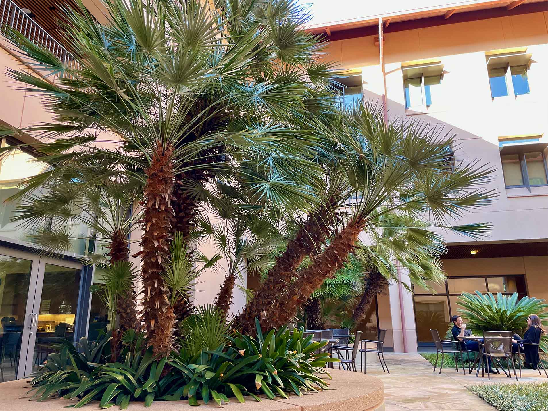 A large cluster of tall European Fan palm trees planted in a landscaped courtyard in front of a beige building, with patio seating and windows visible in the background.