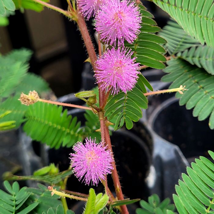 Close-up of pink Sensitive plant flowers with green fern-leaves in a potting setting
