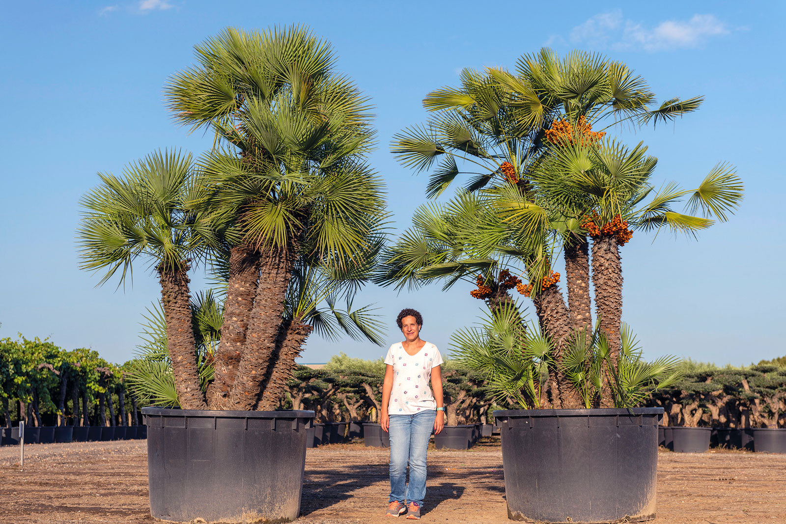 A woman stands between two large potted Mediterranean Fan palm trees in an outdoor nursery or farm setting under a clear blue sky.