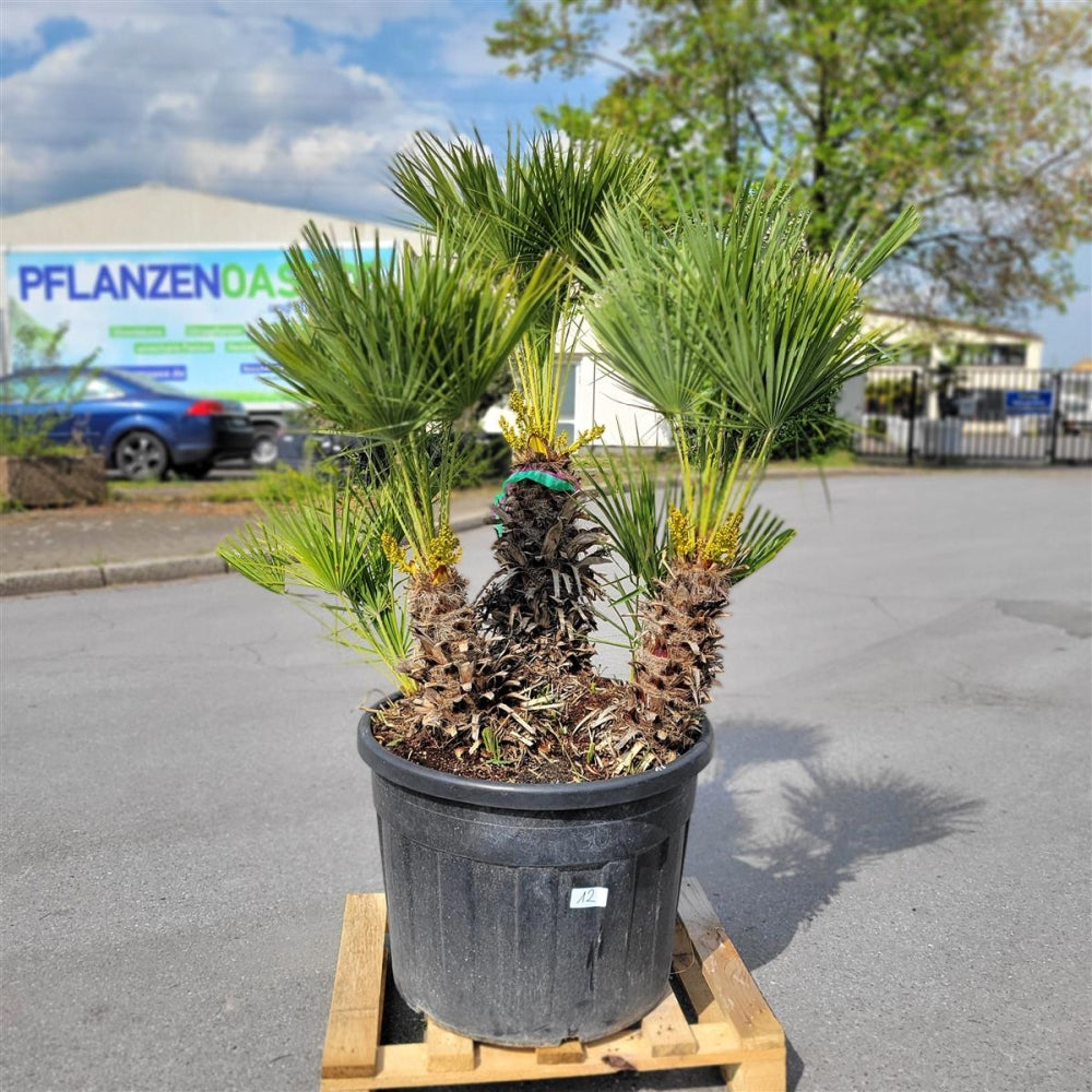 A potted young European Fan palm tree, likely a Sabal selaginoides or similar ornamental palm, in a black plastic nursery pot resting on a wooden pallet in an outdoor lot. The background shows a blurred parking lot and a building with 'PFLANZEN O.