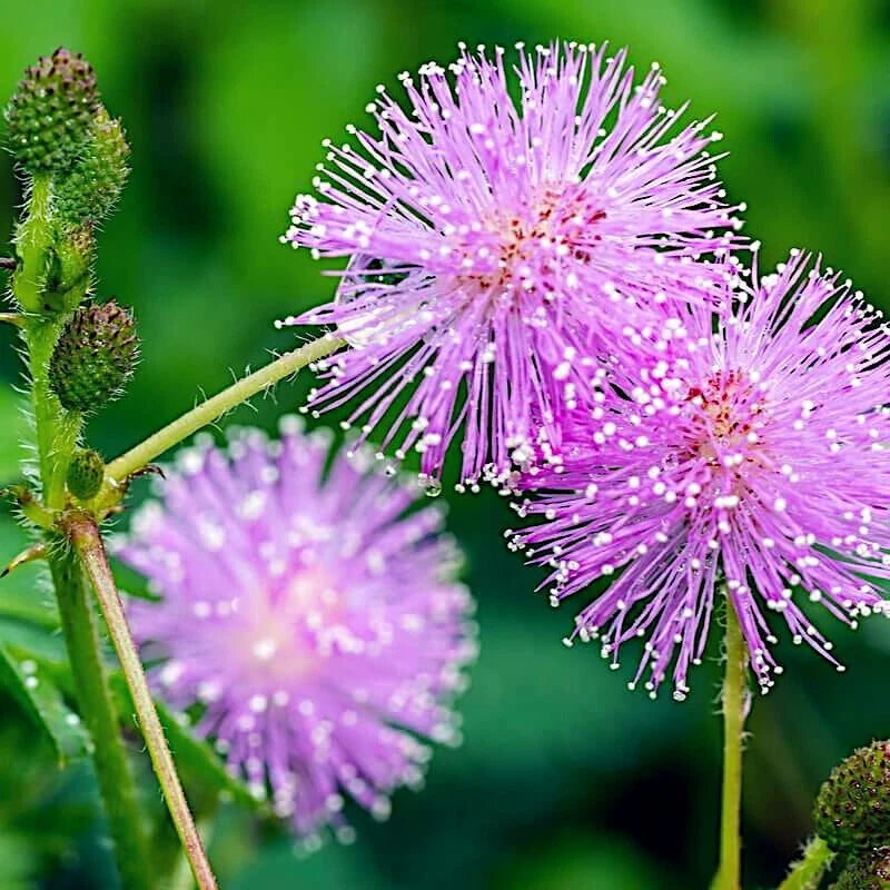 Close-up of pink Sensitive plant flowers with green leaves on a blurred green background