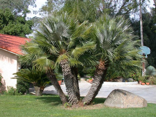 A cluster of young European fan palm trees with green fronds and textured trunks planted in a grassy yard, with a house, trees, and a large stone visible in the background.