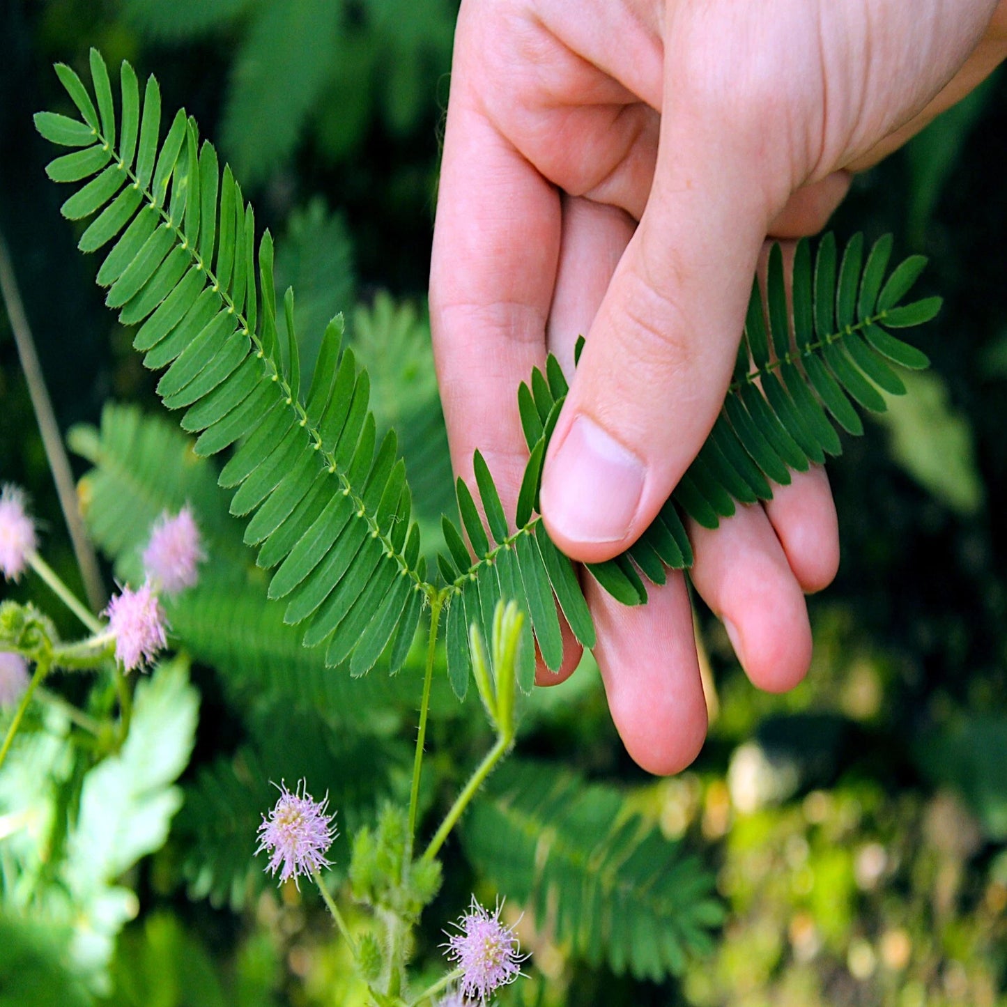 Hand holding a green leafy Sensitive plant fern leaf with blurred greenery in the background. (Mimosa pudica)