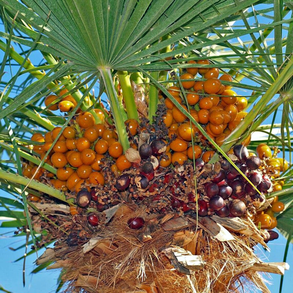 A close-up of a European fan palm tree cluster with large green fan leaves and dense groups of round orange-yellow fruit, with some dark reddish-brown drupes, set against a bright blue sky.