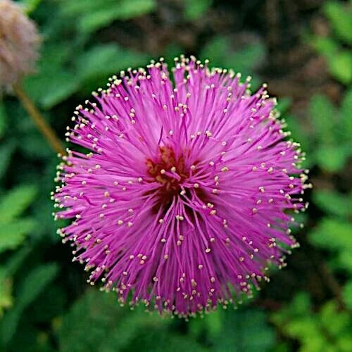 Close-up of a pink Sensitive plant flower with a green blurred background. (Mimosa pudica)