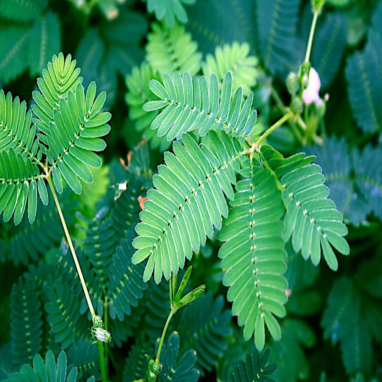 Close-up of green Sensitive plant leaves with a blurred background